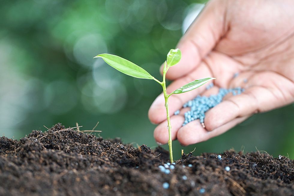 Fertilize Plants