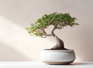 Bonsai