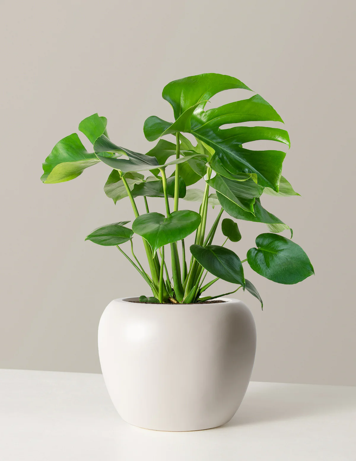 Monstera Product Picture