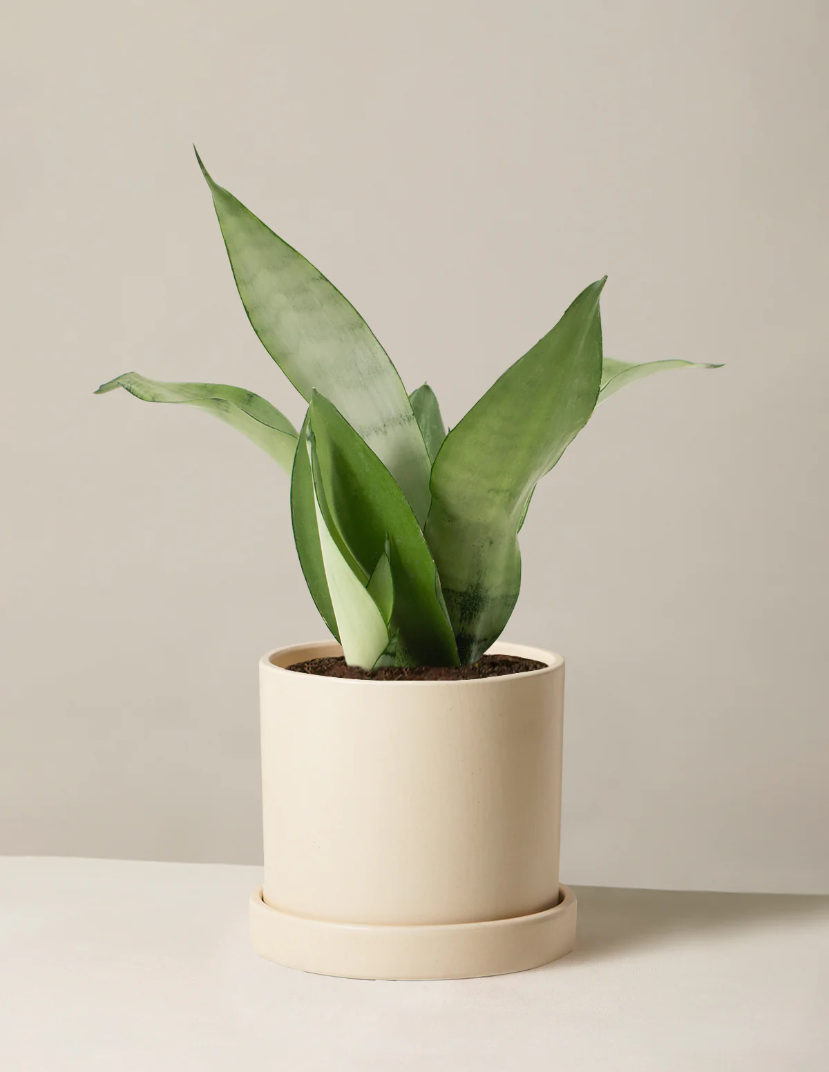 Snake Plant Zeylanica