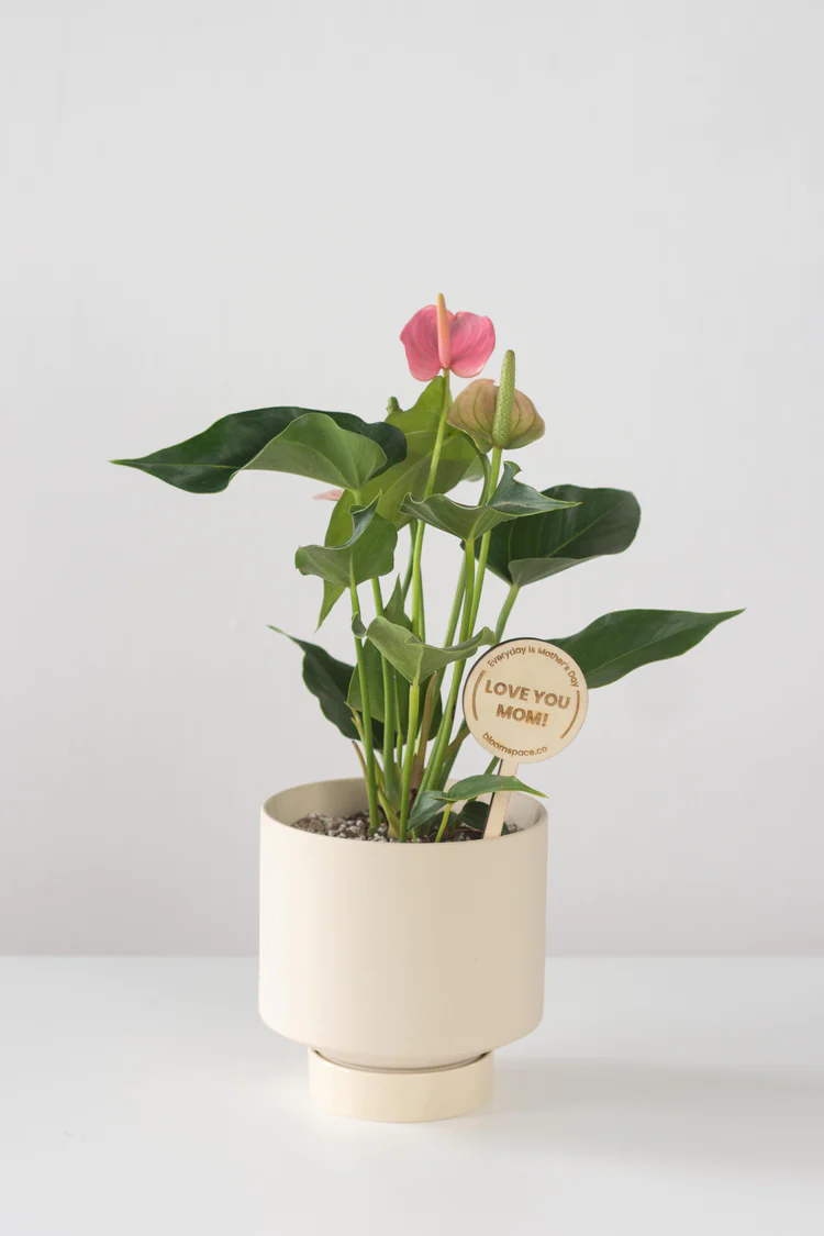 Flamingo Flower Image