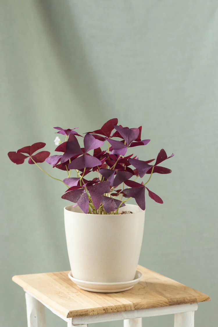 Oxalis Triangularis Image