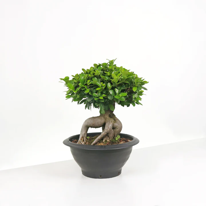 Ficus Bonsai plant Image