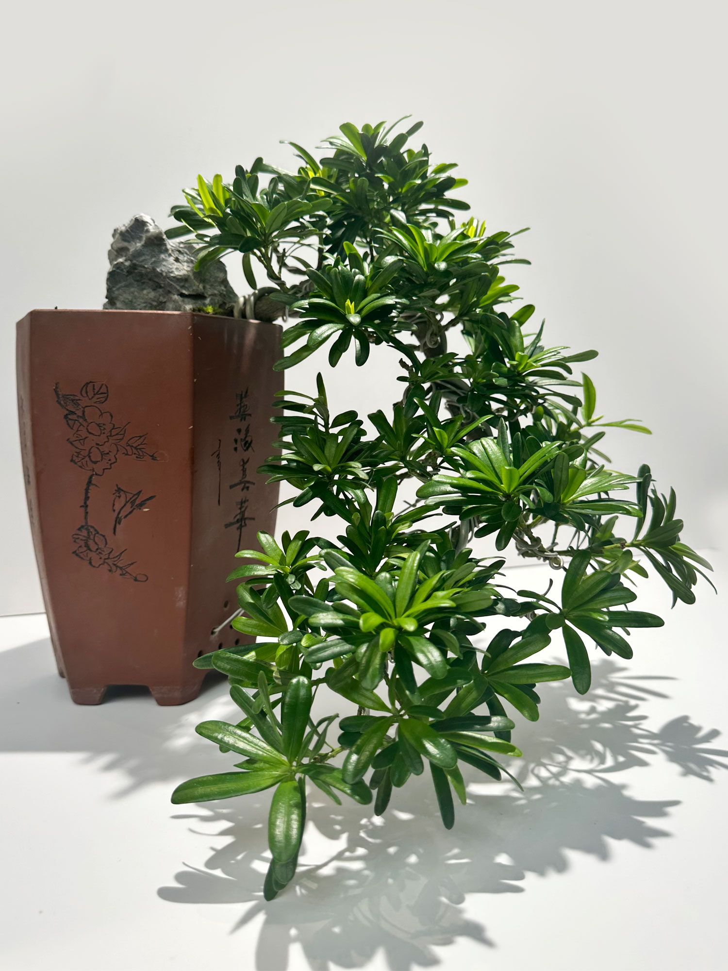 Podocarpus Brevifolius Image